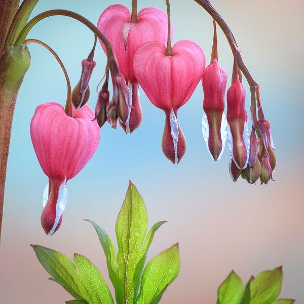 Washington State-Seabeck Bleeding heart blossoms close-up